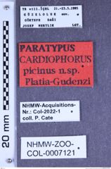 Etiketten zu Cardiophorus picinus (Platia & Gudenzi, 2002) (NHMW-ZOO-COL-0007121)